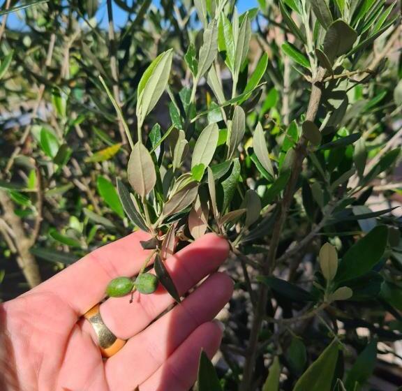 فندق Refugio Dos Coiotes