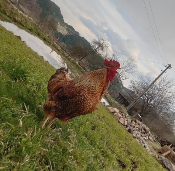 膳宿费 Room In Guest Room Sejour In Green Garden With Lake View For 2 People