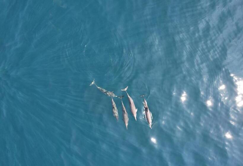 Отель The Blue Lagoon Resort  Kalpitiya