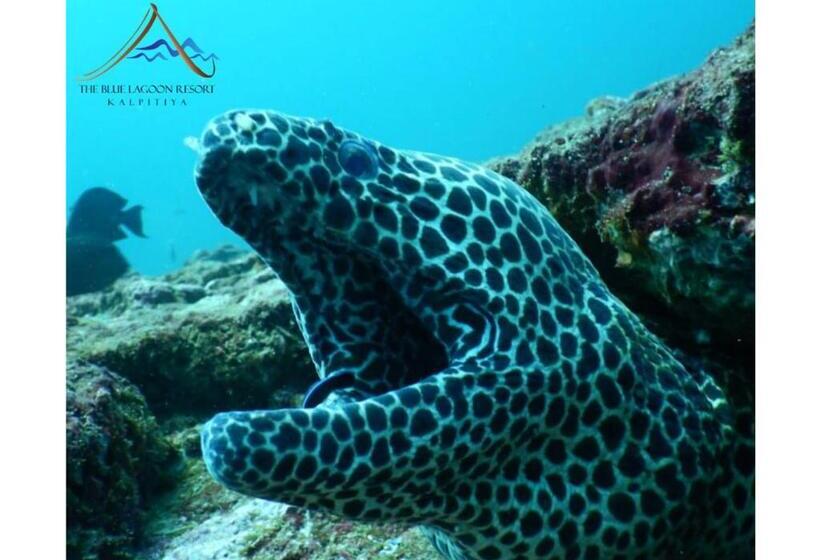 Отель The Blue Lagoon Resort  Kalpitiya