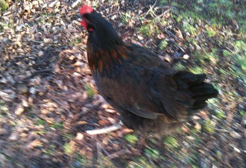 Пансион Cabaña Hualle Con Hot Tub Exclusivo Cerca De Termas Y Lago