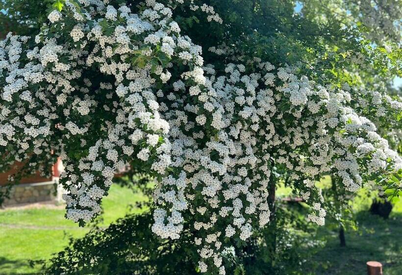 Solar Selvana   Casas De Montaña