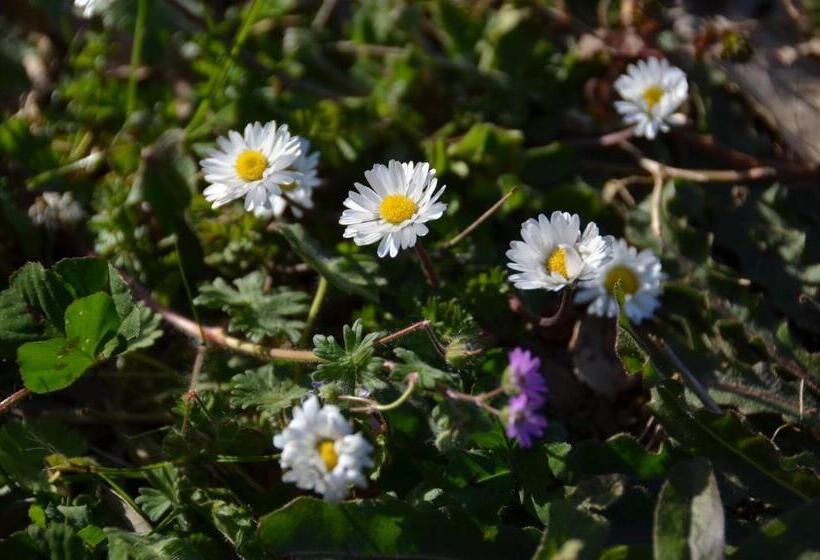 تختخواب و صبحانه Il Venaio