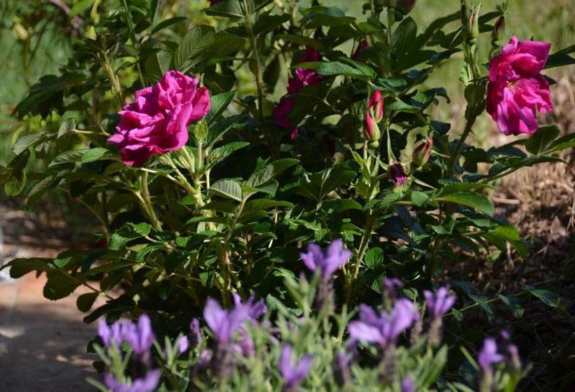 تختخواب و صبحانه Il Venaio