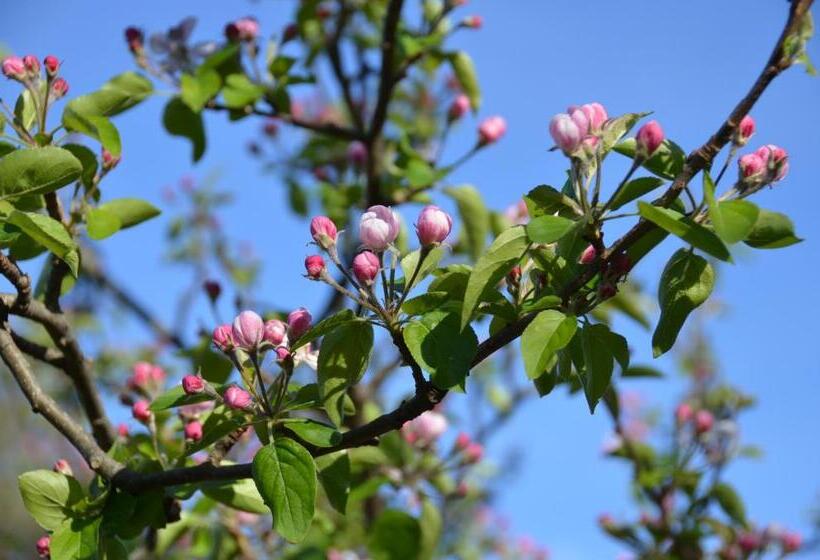 تختخواب و صبحانه Il Venaio