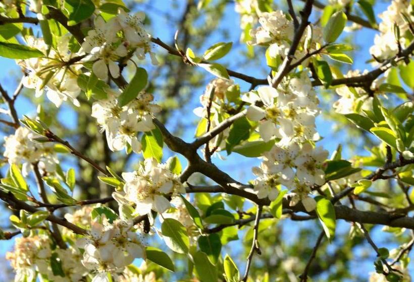 تختخواب و صبحانه Il Venaio