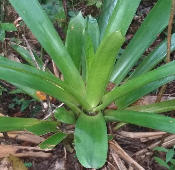 בית מלון כפרי Cabaña Hach Winik