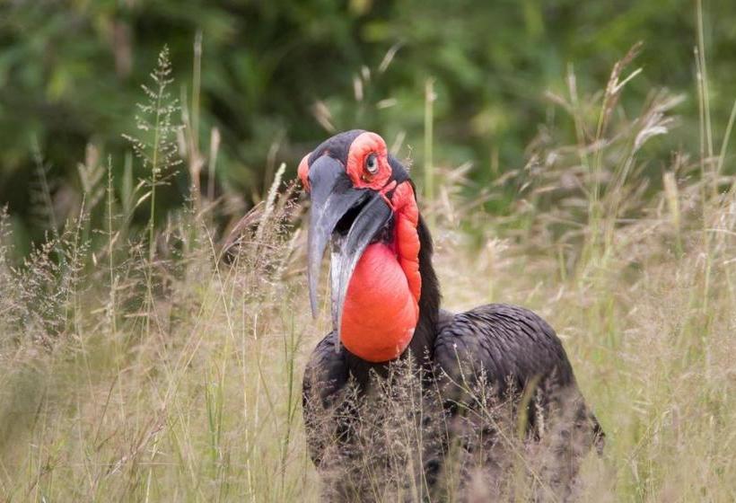 בית מלון כפרי Nsele Safari Lodge