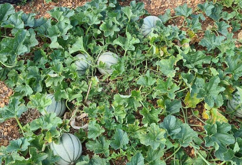 펜션 Le Petit Chêne