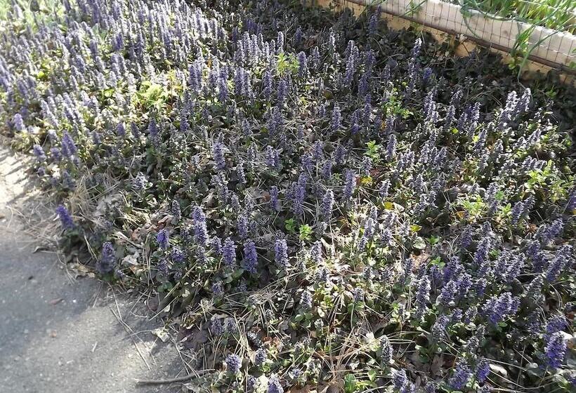 בית מלון כפרי Backyard Garden Oasis