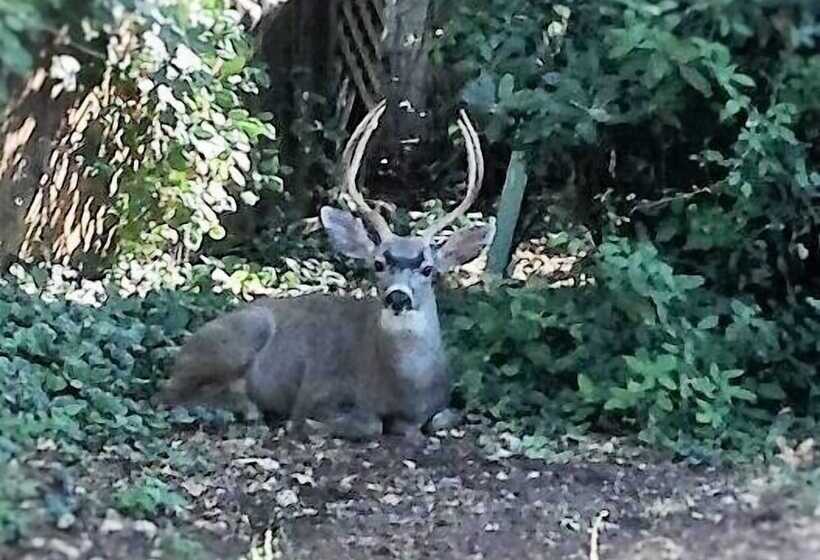 בית מלון כפרי Backyard Garden Oasis