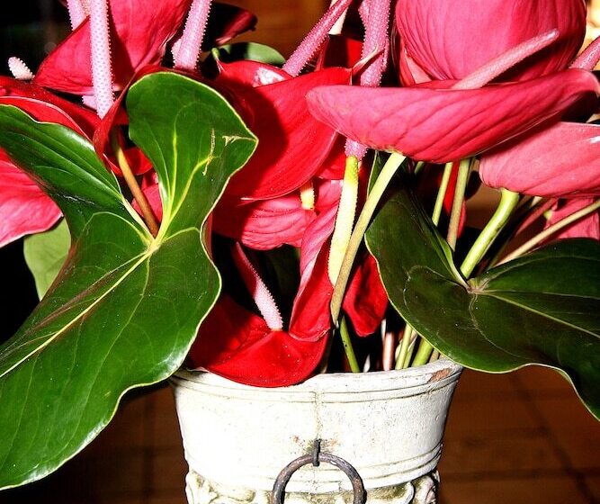 בית מלון כפרי Premier Splendid Inn Port Edward