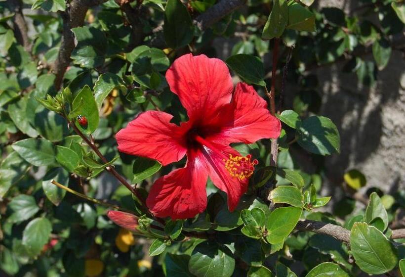 تختخواب و صبحانه Andrea E Valentina