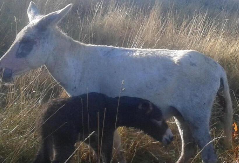 צימר Casa Branzele