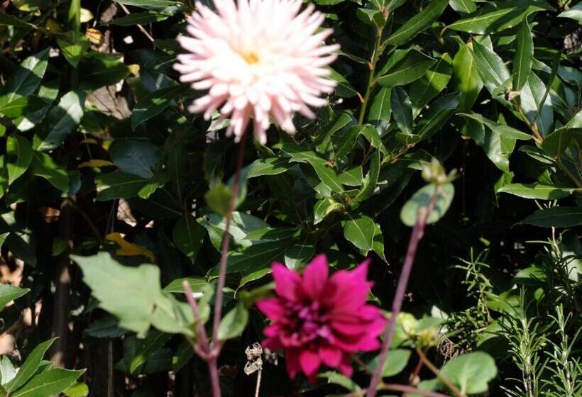 צימר Casa Branzele