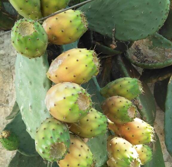 مبيت وإفطار La Zavirna