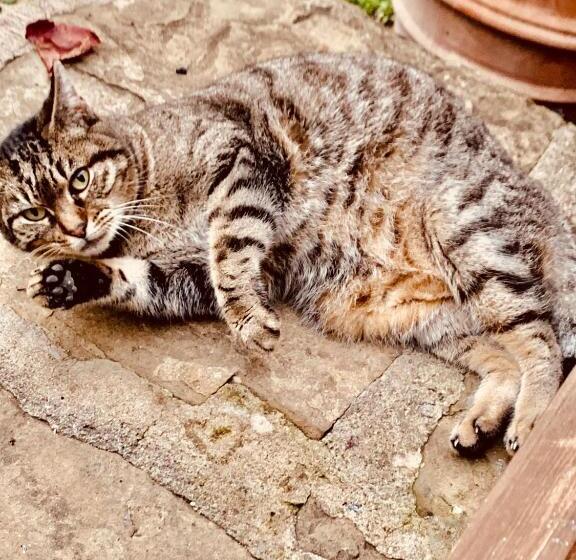 تختخواب و صبحانه Locanda Di Santantimo