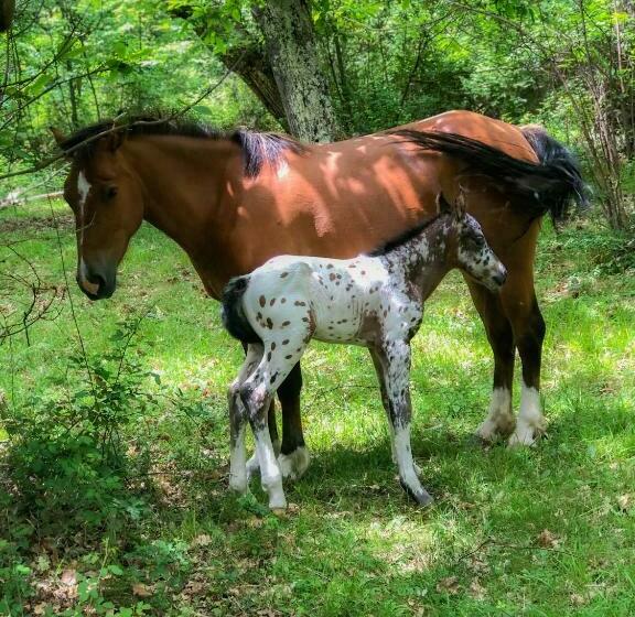 Отель Agriturismo Casa Turchetti