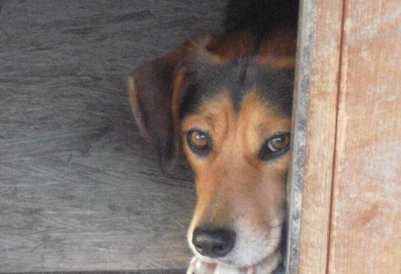 酒店 Agriturismo La Lupa