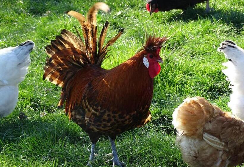 Отель Haflingerhof