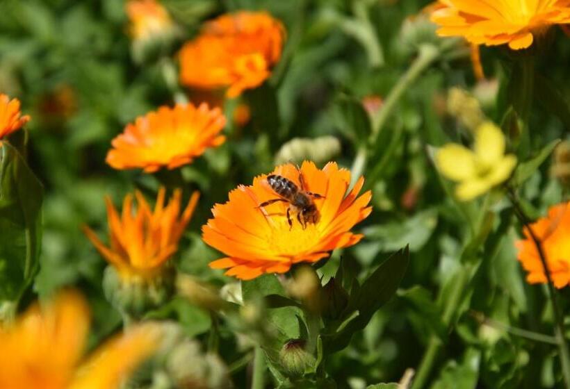 Отель Haflingerhof