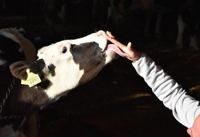 Отель Haflingerhof