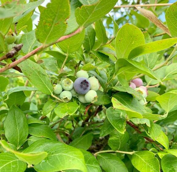 膳宿费 Blueberryhouse音威子府村