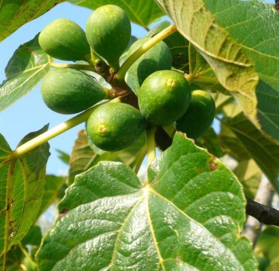 بنسيون Verdemar