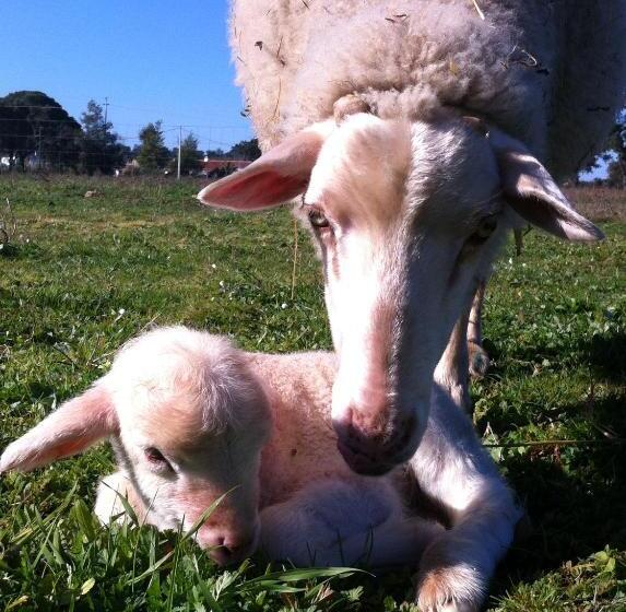 Пансион Verdemar