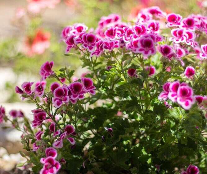 Albergo Residenziale Menhirs