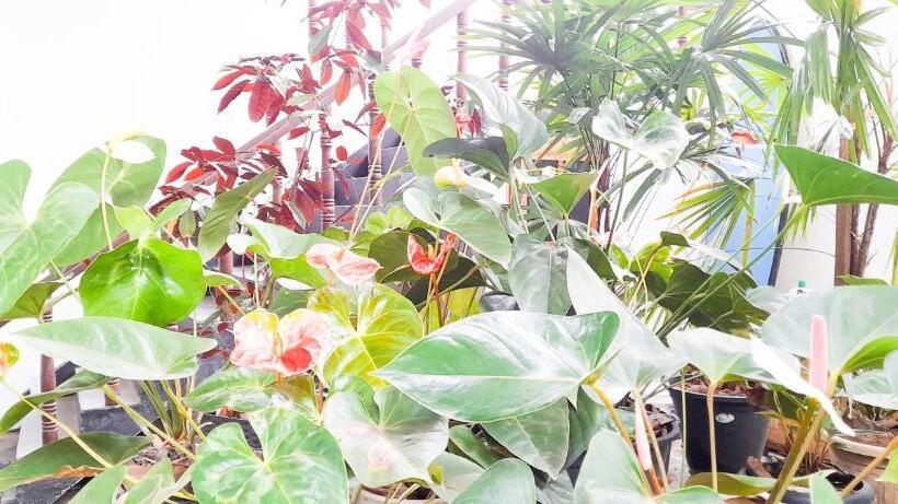 ベッドアンドブレックファースト The Ocean Villa