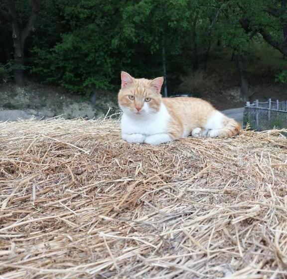 Bed & Breakfast Casa Jo