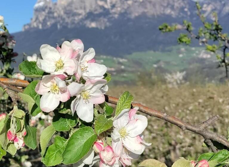 هتل Gasthof Wunder