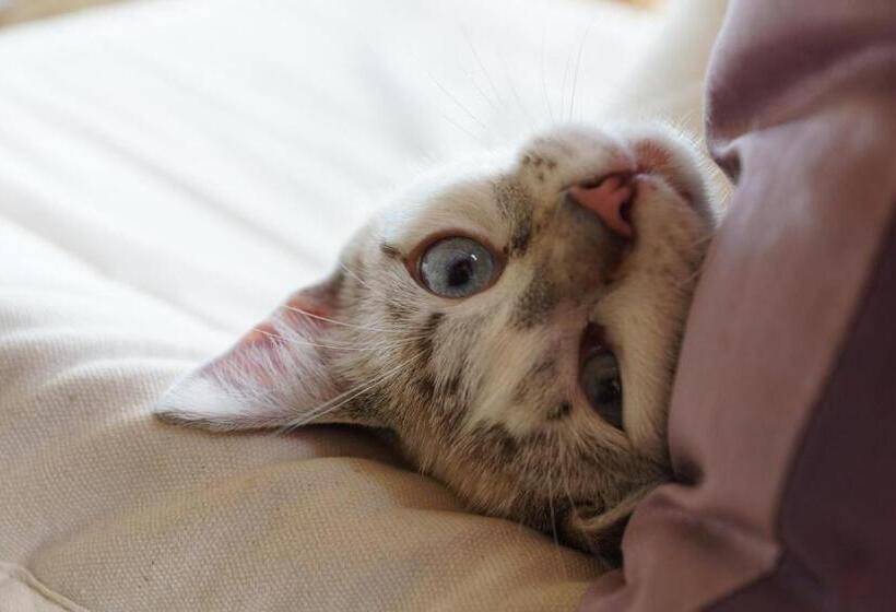 Bed and Breakfast Bout De Cote