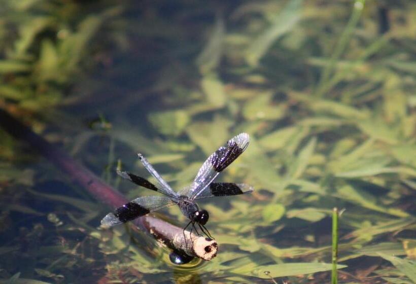 Calico Jack's Resort