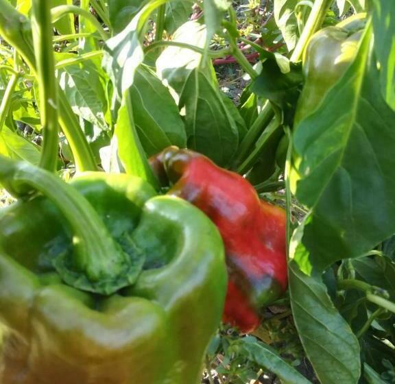 בית מלון כפרי Agriturismo Carrucana