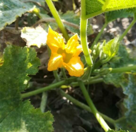 בית מלון כפרי Agriturismo Carrucana