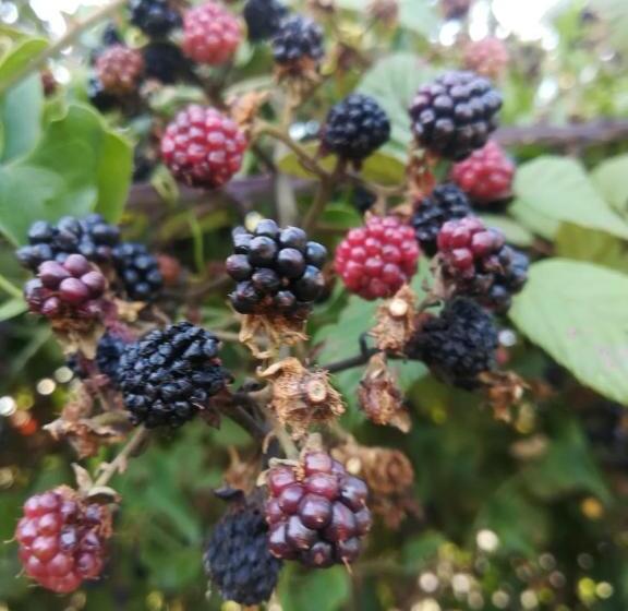 בית מלון כפרי Agriturismo Carrucana