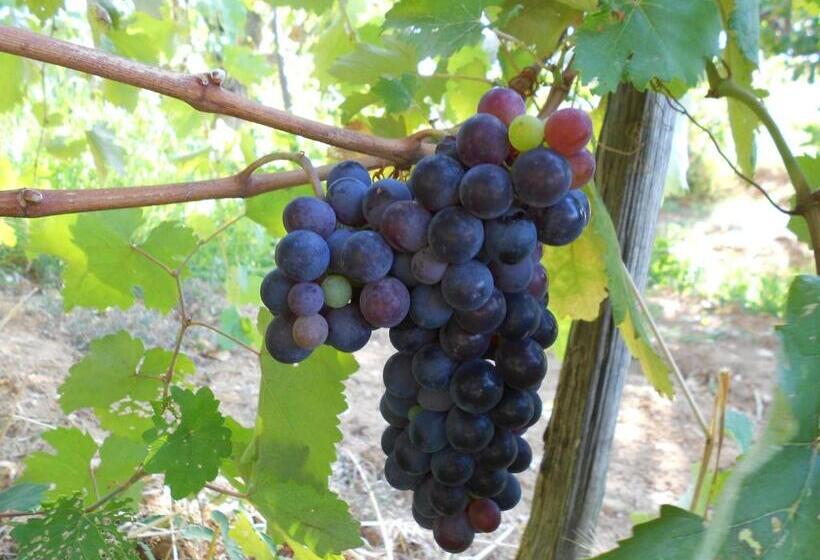 酒店 Agriturismo Miracco Atanasio Franco Il Maniero