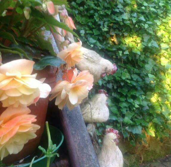 בית מלון כפרי Berg