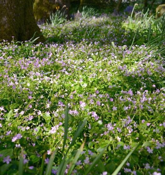 ホテル Craigadam Country House