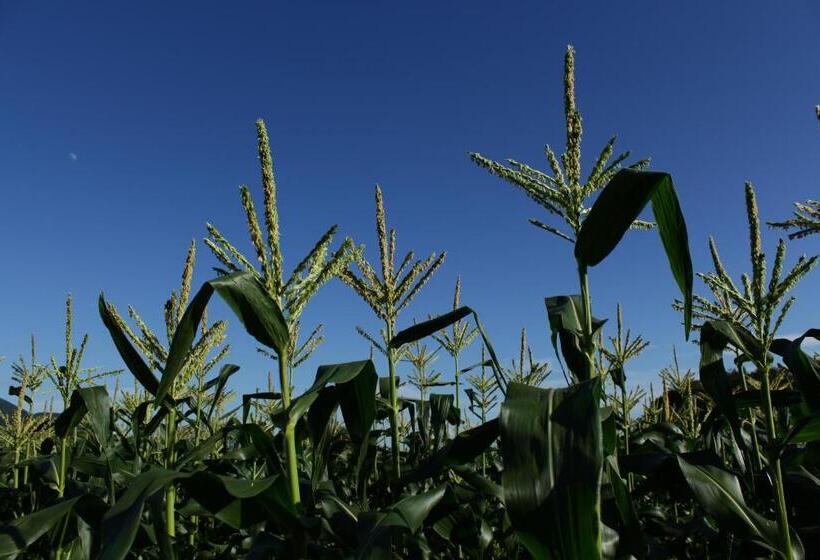 渡假胜地  Yatsugatake Grace