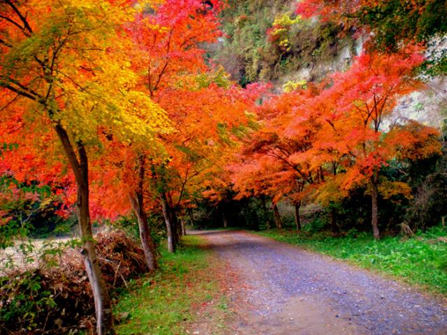 ريوكان Tenryuso