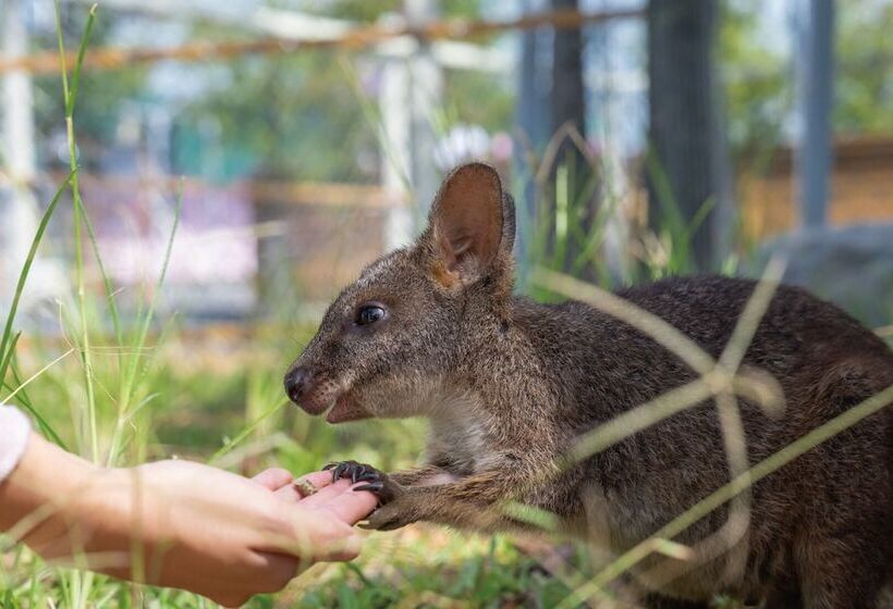 تختخواب و صبحانه Star Deco Resort
