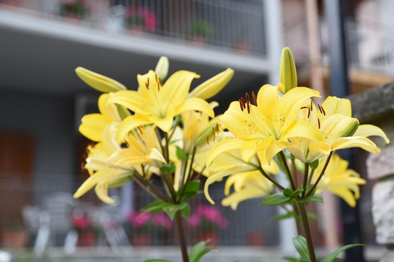 בית מלון כפרי Domus Inn