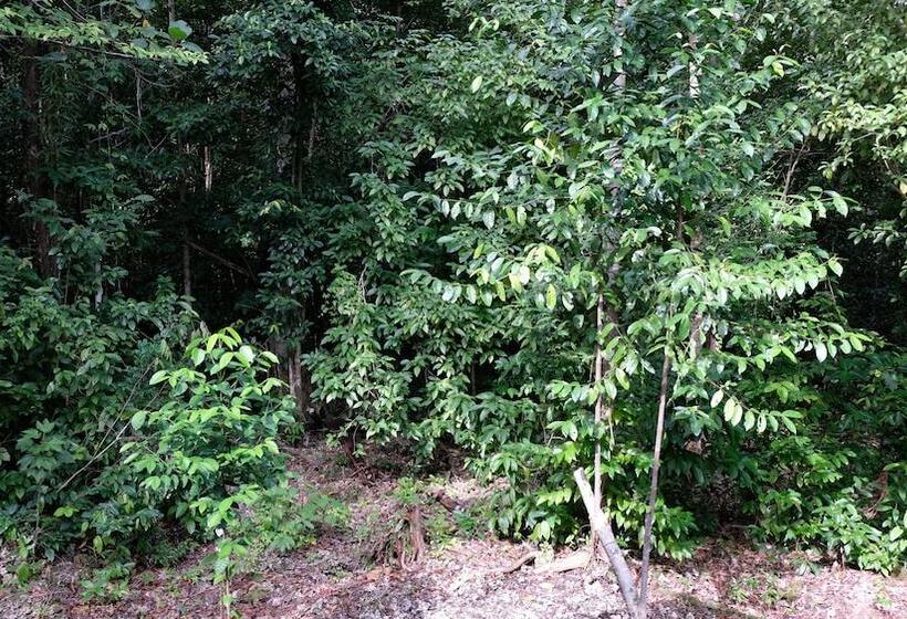 ペンション Maratua Guesthouse