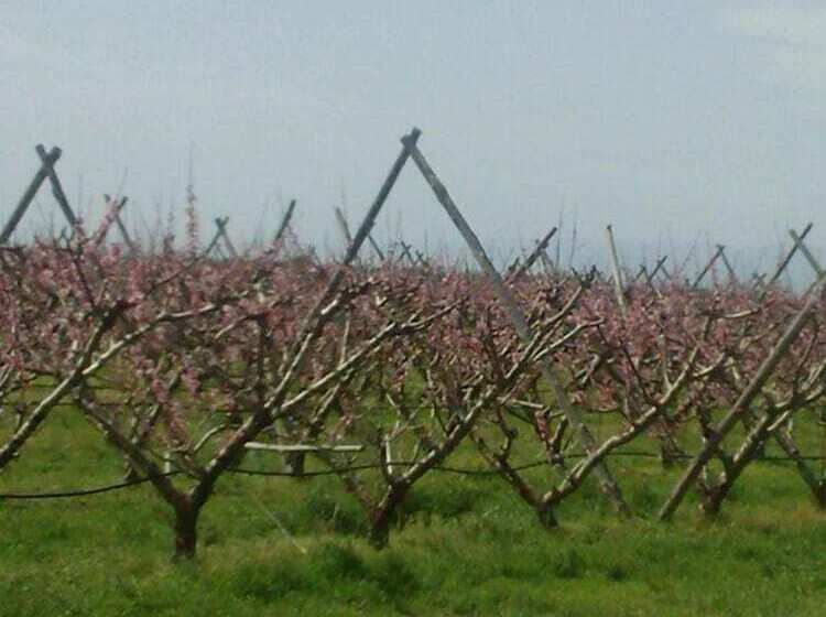 فندق Agriturismo La Casa Di Botro