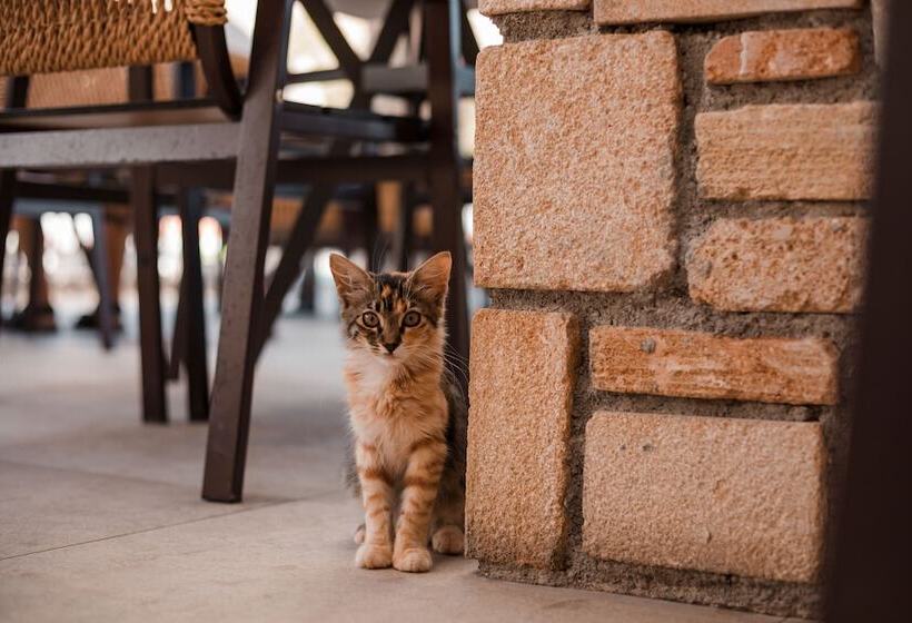 酒店 Lambis Studios & Apartments