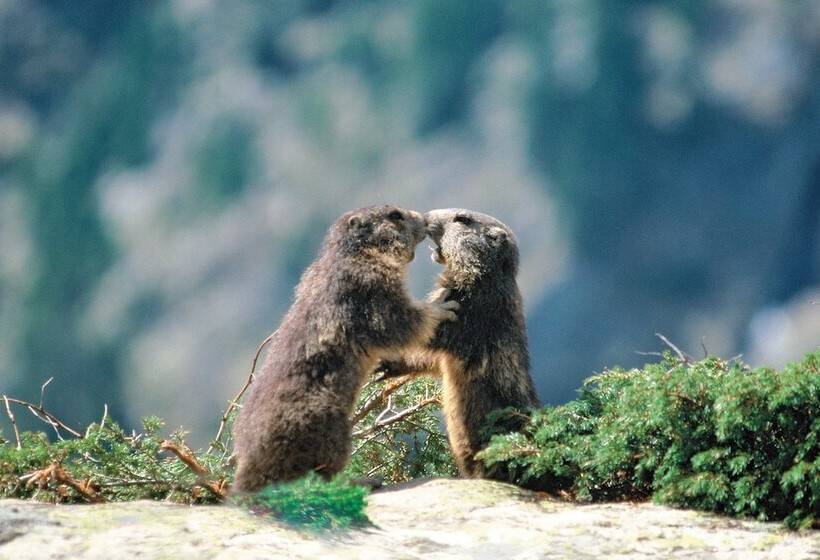 Residence Pierre & Vacances Premium Les Alpages De Reberty