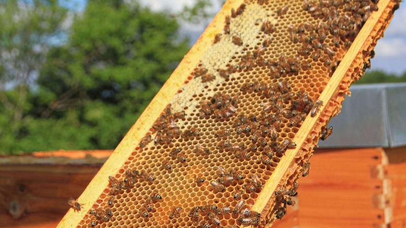 호텔 Ibis Styles Aix Les Bains Domaine De Marlioz